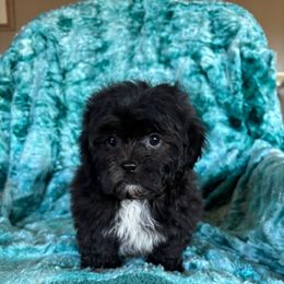 Socks - Black and white male Shihpoo puppy in Knoxville, Tennessee from Rocky Top Cavapoos
