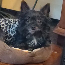 Johnny - Yorkshire Terrier