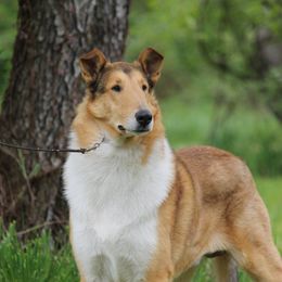 Quitit - Collie
