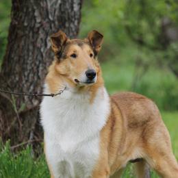 Quitit - Collie
