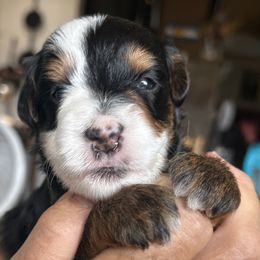 Whoodle Maggie is 2 weeks old - Brown female Whoodle puppy in Crawford, Colorado from Saddle Mountain Doodles