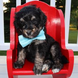 Bernedoodle and Goldendoodle Puppies from Angie's Goldendoodles/Angies doodles LLC