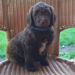 Beau (Blue) - Brown and white male Bernedoodle puppy in Aurora, Colorado from Simply Amazing Doodles