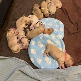 Golden Retriever Puppies from Lol-Goldens
