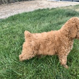 Poodle Puppies from Clegg Poodles