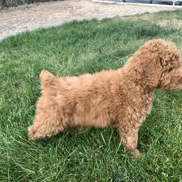 Poodle Puppies from Clegg Poodles