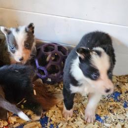 Slate or blue male - Blue male Border Collie puppy in Paige, Texas from 3D Mini Dachounds