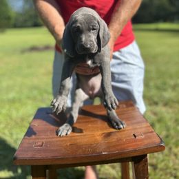 Weimaraner Puppies from Georgia Line Weimaraners
