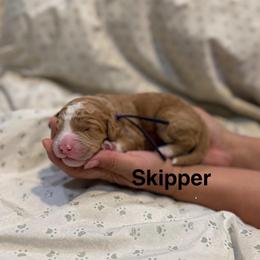 Skipper - Caramel red male Australian Labradoodle puppy in Alamo, Texas from QuiSal Labradoodles