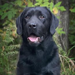 Biggie - Labrador Retriever