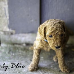 Baby Blue Collar - Red  male Poodle puppy in Cleveland, Texas from Mayday Quality Poodles