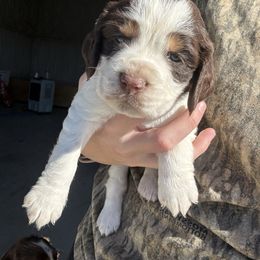 Purple - Liver white and tan female English Springer Spaniel puppy in Lincoln, Texas from Lee Co. Springers