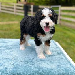 Maple - Tri-color female Bernedoodle puppy in Sugarcreek, Ohio from Cuddly Companion Doodles