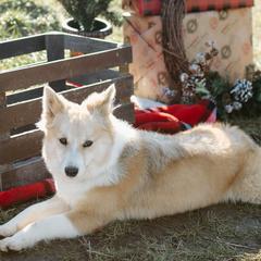 Nenet Herding Laika and Yakutian Laika Puppies from Mystic Winds Kennel