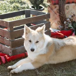 Nenet Herding Laika and Yakutian Laika Puppies from Mystic Winds Kennel