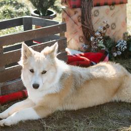 Nenet Herding Laika and Yakutian Laika Puppies from Mystic Winds Kennel