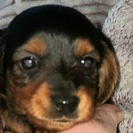 Dachshund Puppies from I DREAM OF DACHSHUNDS