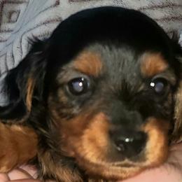 Dachshund Puppies from I DREAM OF DACHSHUNDS