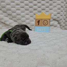 Green collar - Gray male Cane Corso puppy in Fritch, Texas from Carrie Brown's Cane Corsos