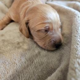 Boy 3 - Red male Dachshund puppy in Lebanon, Oregon from Willow Moons Dachshunds