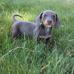 Stella's boy 2 - Blue and tan male Dachshund puppy in Craig, Colorado from Rocky Mountain Shih Tzus and Dry Creek Miniature Dachshunds