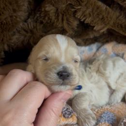 Blue - Apricot male Maltipoo puppy in Clover, South Carolina from Cudi’s Buddies