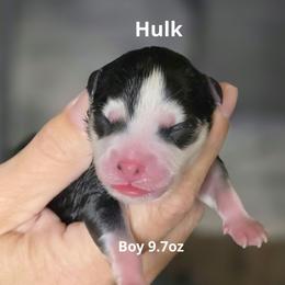 Hulk - Black and white male Pomsky puppy in Fredericksburg, Virginia from Purely Pomskies