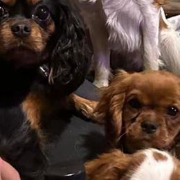 Cavalier King Charles Spaniels from Herrons King Cavaliers