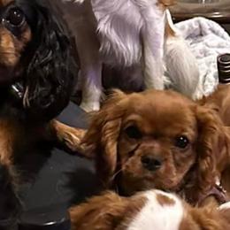 Cavalier King Charles Spaniels from Herrons King Cavaliers