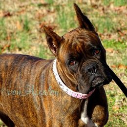 Boxer All Grown Up from von Ascalon