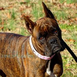 Boxer All Grown Up from von Ascalon