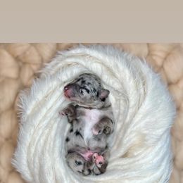 Joe - Blue merle Aussiedoodle puppy in Chattanooga, Tennessee from Remedy Ridge Aussiedoodles