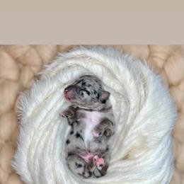 Joe - Blue merle Aussiedoodle puppy in Chattanooga, Tennessee from Remedy Ridge Aussiedoodles