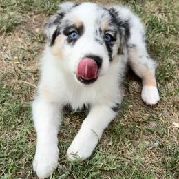 Lucy - Blue merle female Australian Shepherd puppy in Glendale, Arizona from Woodard Aussies