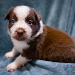 Gumbo - Red & white male Australian Shepherd puppy in Hearne, Texas from Wigglebutts Unlimited