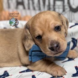 Rio - Dapple male Dachshund puppy in Fayetteville, West Virginia from Loop Creek Dachshunds