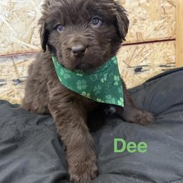 Dee - Brown female Newfoundland puppy in Goodhue, Minnesota from Claypits Newfoundlands