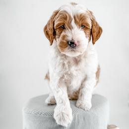 Patch - Parti male Goldendoodle puppy in Jamestown, Kentucky from Milk & Honey Doodles