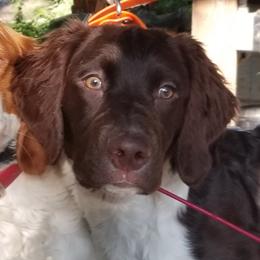 Brittany All Grown Up from Battery Creek Kennel