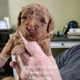 Grey collar Cocoo - Chocolate female Goldendoodle puppy in Fairmount, Indiana from Capens' Doodles,Poodles and Poo's