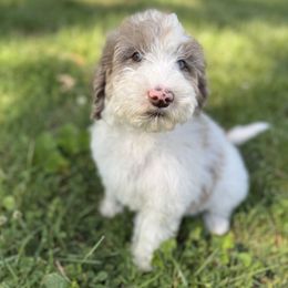 Mojave - Red merle Aussiedoodle puppy in Claremont, North Carolina from Magnolia Grove Farms