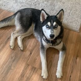 Kiri - Siberian Husky