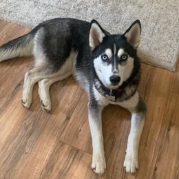 Kiri - Siberian Husky
