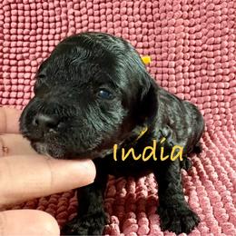 India - Black female Poodle puppy in Carrollton, Georgia from Dande Poodles, LLC