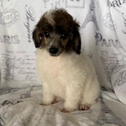 AKC Arlo - Black male Poodle puppy in Tecumseh, Oklahoma from Poodles in the Garden