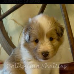 Diva - Sable merle and white female Shetland Sheepdog puppy in Idaho from Bellissimo Shelties