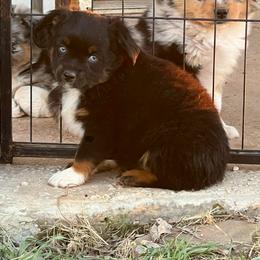 Lilly - Blue tri female Toy Australian Shepherd puppy in Nocona, Texas from Rafter O Toy Aussies and Mini Heelers
