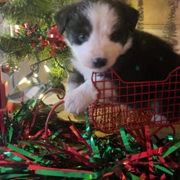 Kid - Black tri-color male Australian Shepherd puppy in Riverside, California from Majestic Wrangler’s Aussie’s