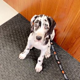 Great Dane and Miniature Schnauzer Puppies from River Valley Great Danes