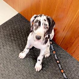 Great Dane and Miniature Schnauzer Puppies from River Valley Great Danes